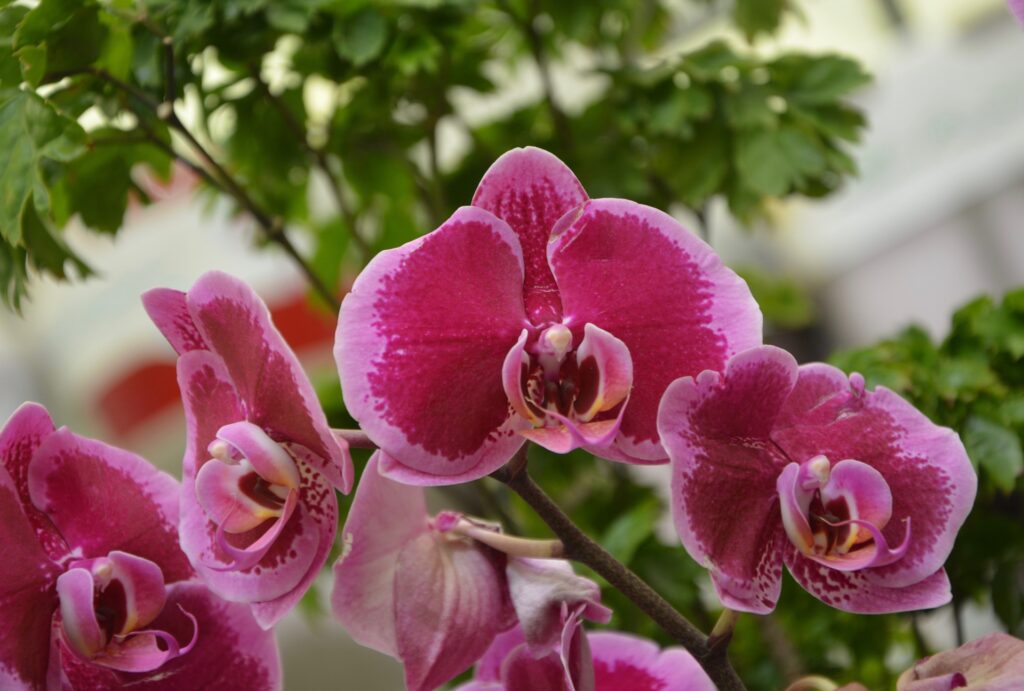 Butterfly Orchids reikt prijs Beurs Actie uit