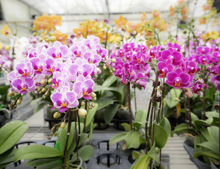 Orchid World – Satter Orchids